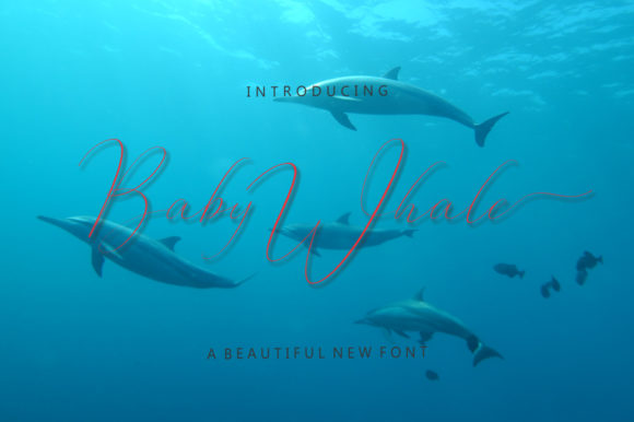 Baby Whale Font for Creative Projects
